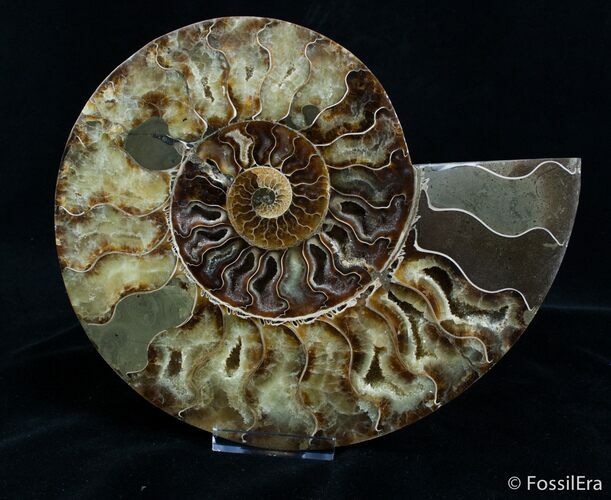 Large Inch Polished Ammonite Half #2982